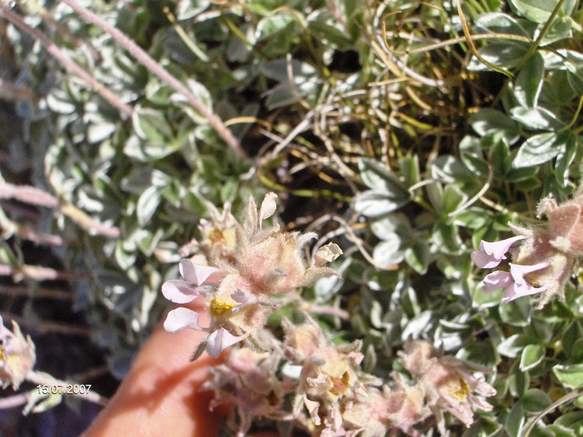Potentilla apennina