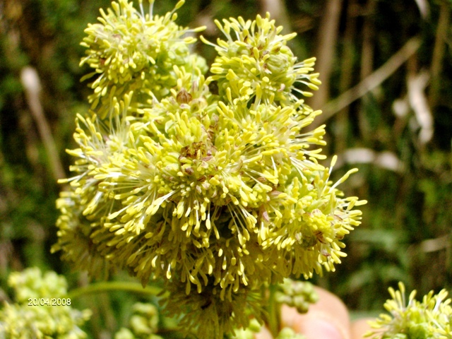 zona umida - Thalictrum sp.