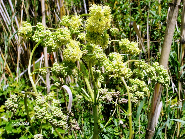 zona umida - Thalictrum sp.