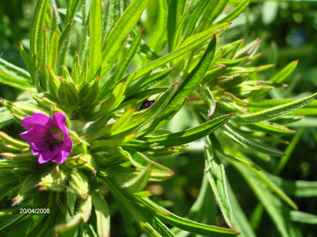 Fiore viola - Geranium dissectum