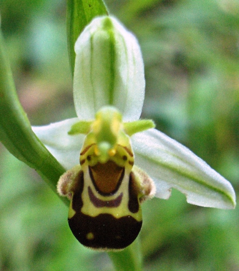 Ophris apifera?