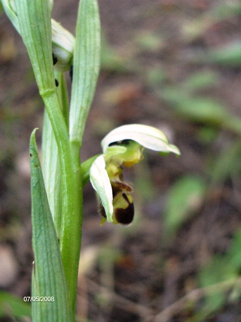 Ophris apifera?
