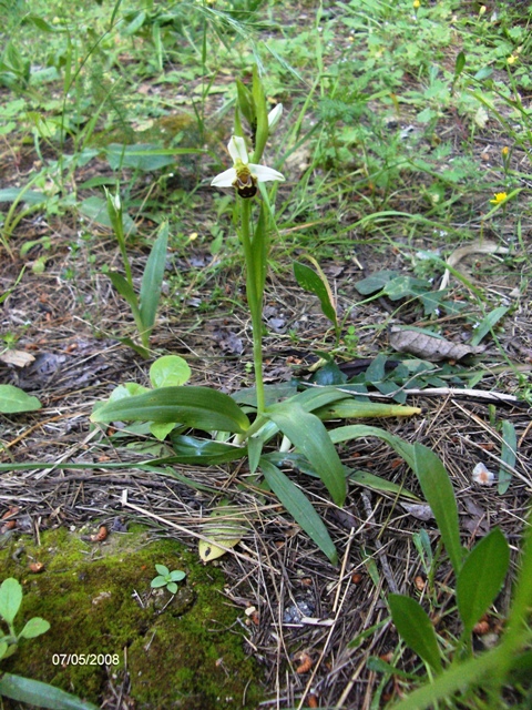 Ophris apifera?