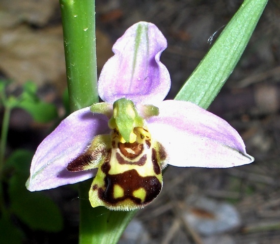 Ophris apifera?