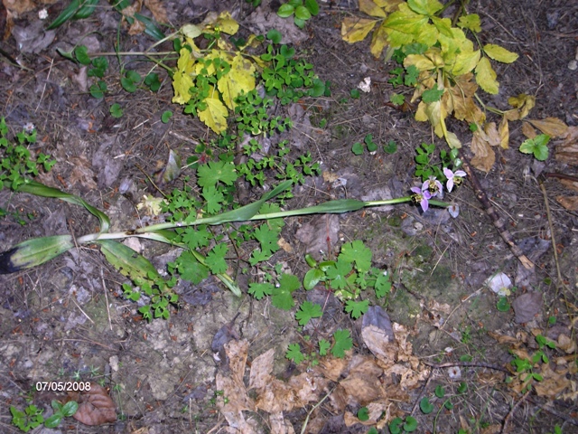 Ophris apifera?