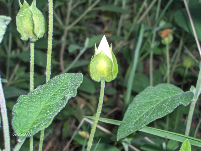 Cistus salviifolius