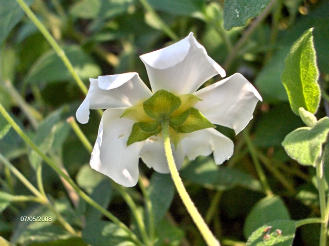 Cistus salviifolius