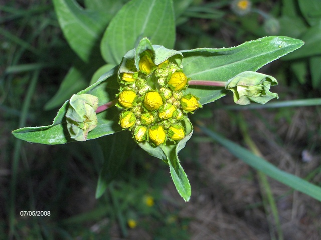 Hypericum perfoliatum