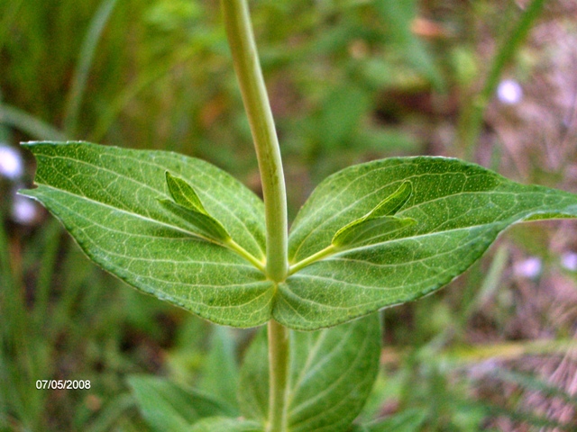 Hypericum perfoliatum