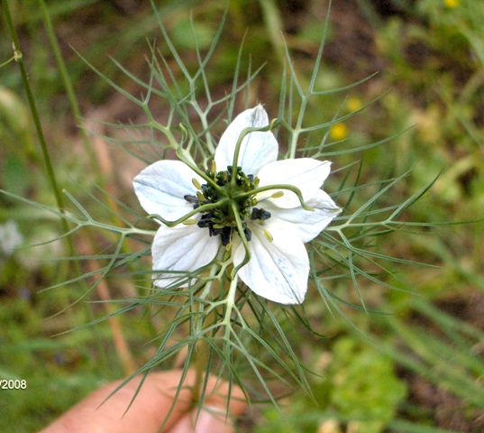 Nigella damascena / Damigella scapigliata