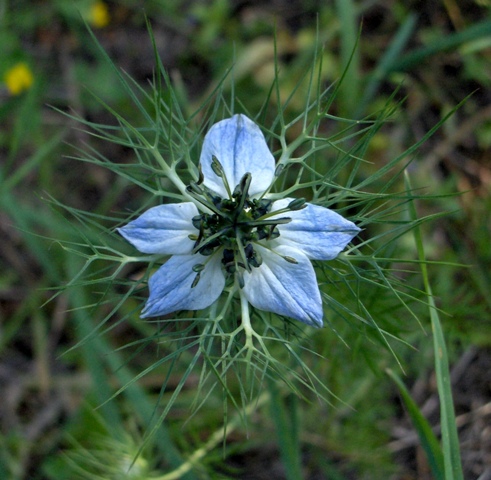 Nigella damascena / Damigella scapigliata