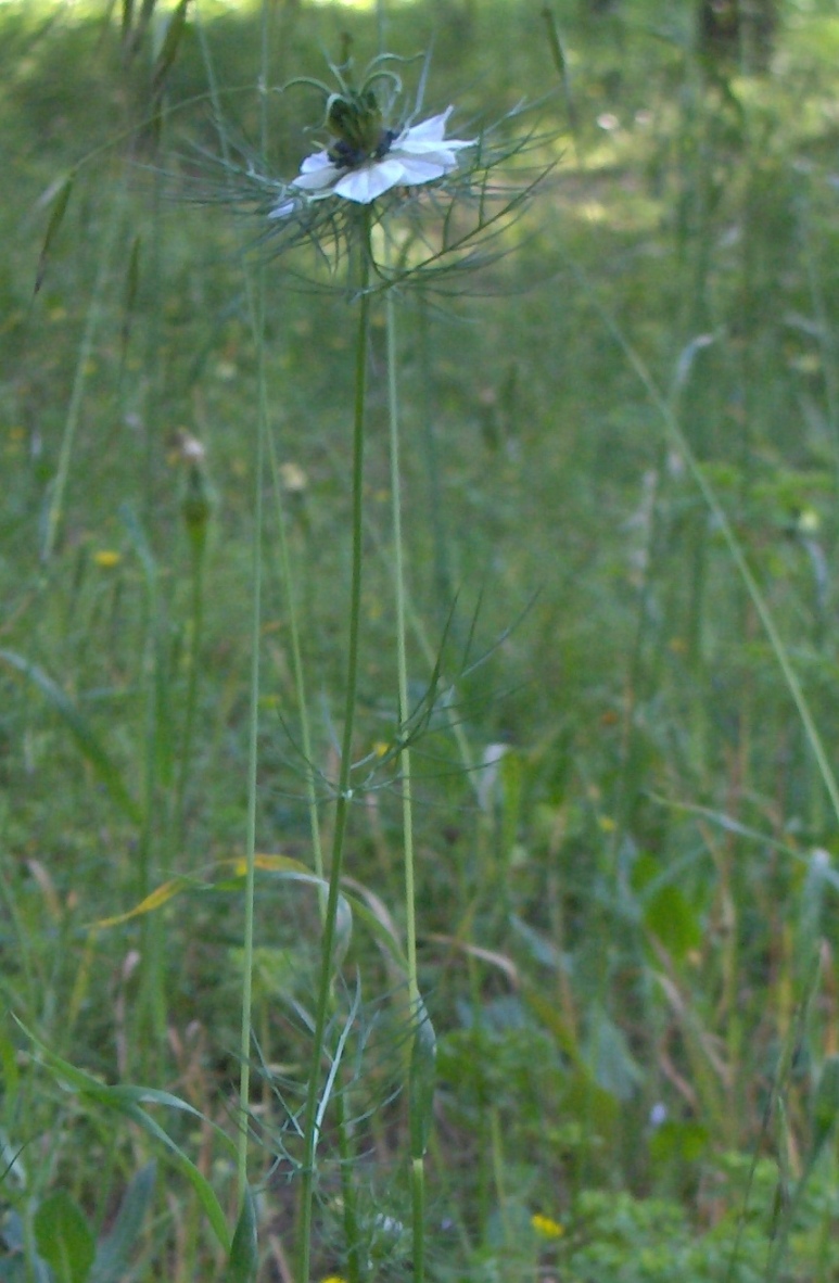 Nigella damascena / Damigella scapigliata