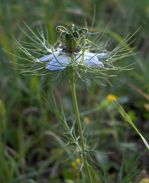 Nigella damascena / Damigella scapigliata