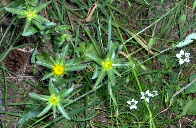 Pallenis spinosa / Asterisco spinoso
