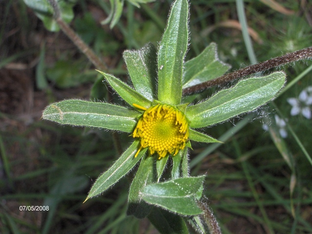 Pallenis spinosa / Asterisco spinoso