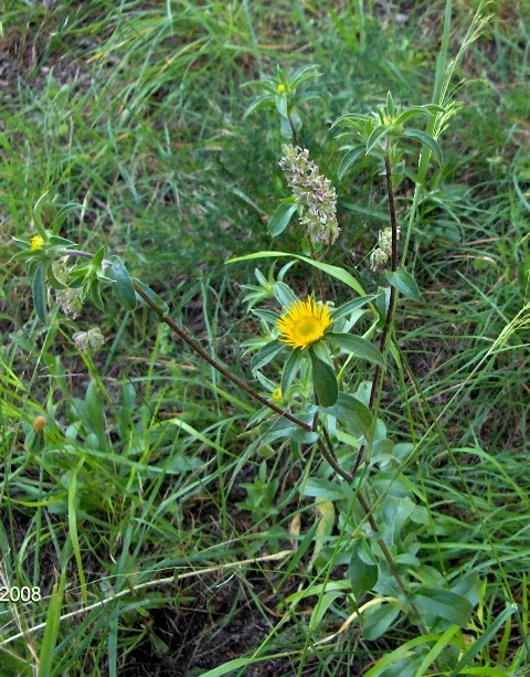 Pallenis spinosa / Asterisco spinoso