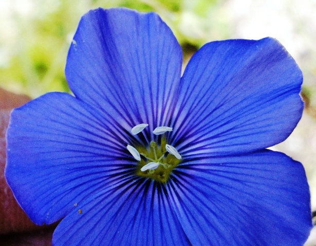 Linum sp.