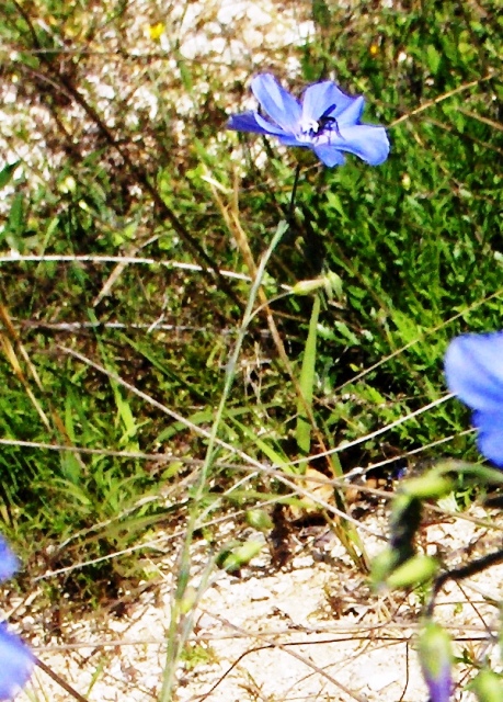 Linum sp.
