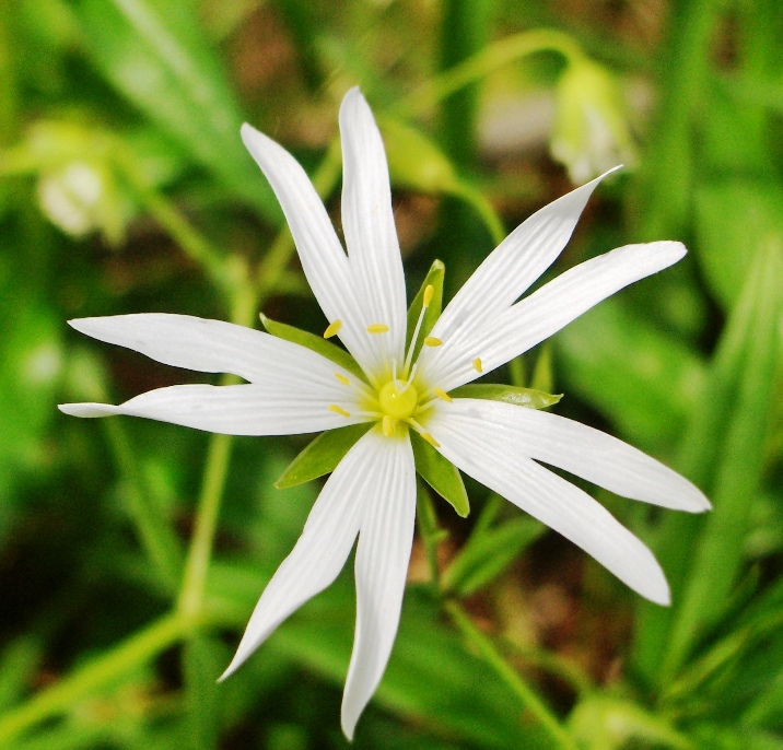 Stellaria holostea
