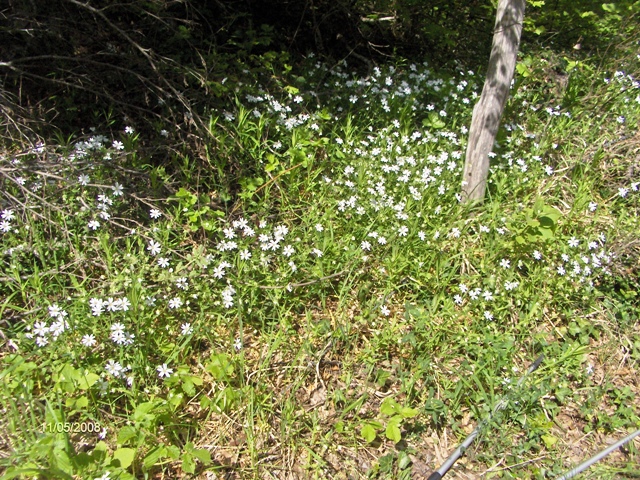 Stellaria holostea