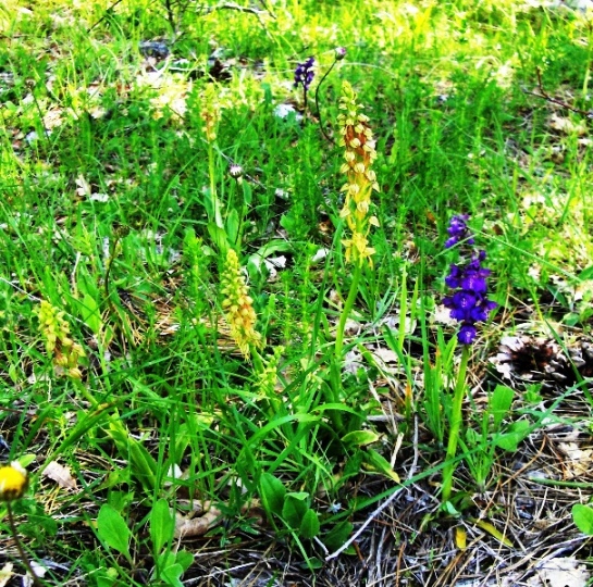 Orchis anthropophora (=Aceras anthropophorum)