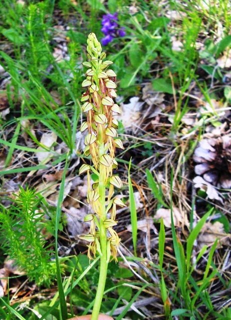 Orchis anthropophora (=Aceras anthropophorum)