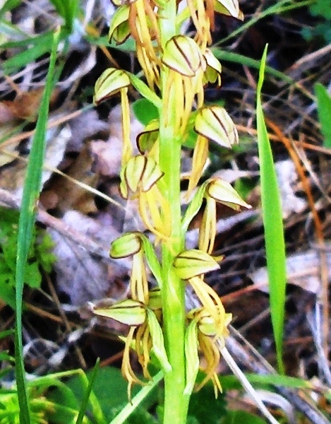 Orchis anthropophora (=Aceras anthropophorum)