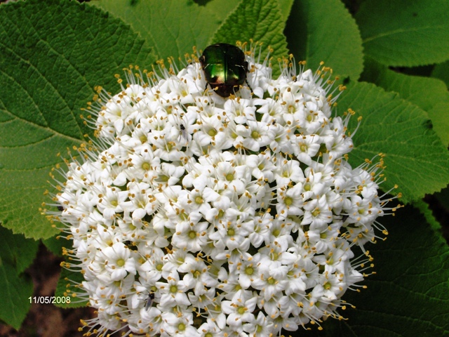 Viburnum lantana / Viburno lantana