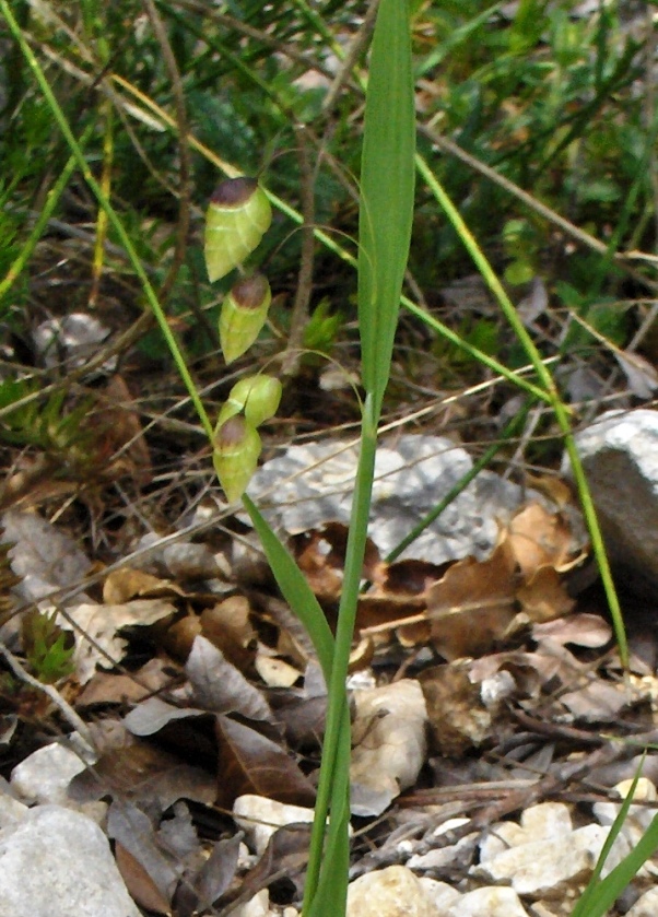 Briza maxima / Sonaglini maggiori