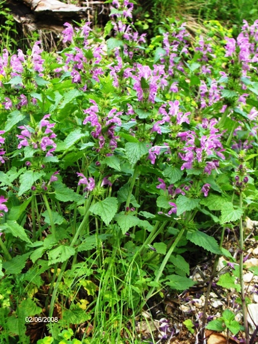 Lamium garganicum subsp. laevigatum