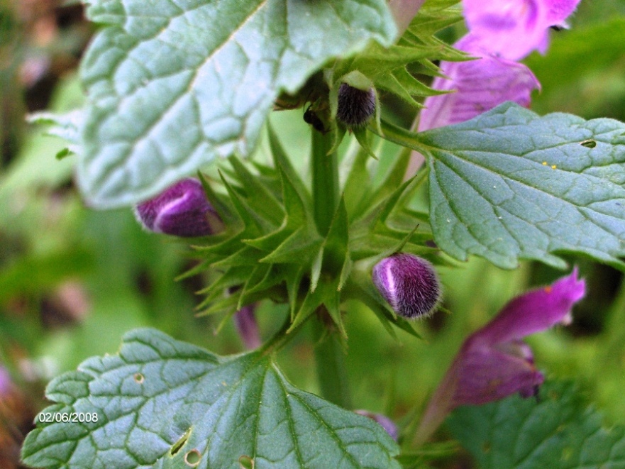 Lamium garganicum subsp. laevigatum