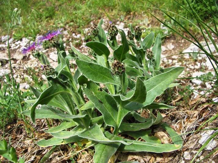 Centaurea triumfetti