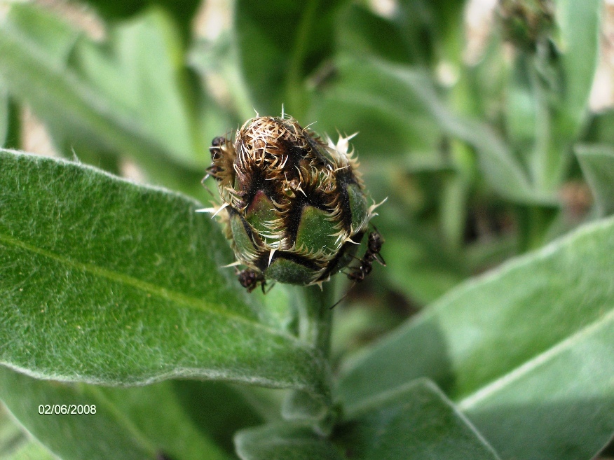 Centaurea triumfetti