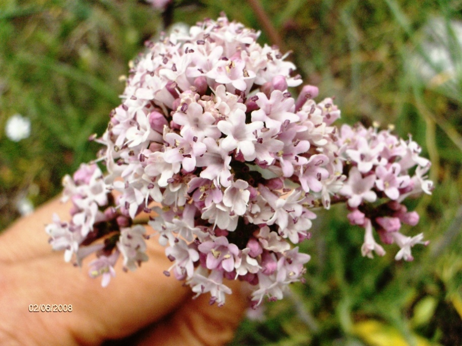 Valeriana tuberosa