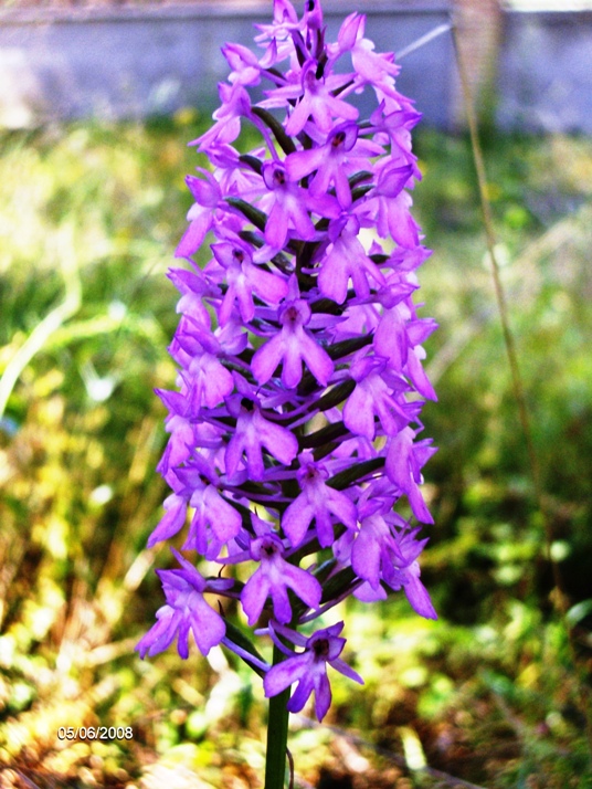 Anacamptis pyramidalis?