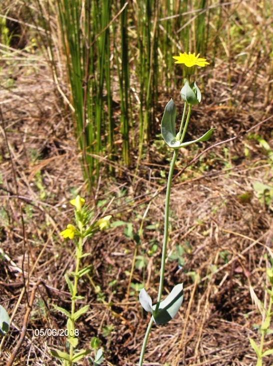 Blackstonia perfoliata / Centauro giallo
