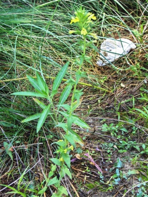 Parentucellia viscosa / Perlina maggiore