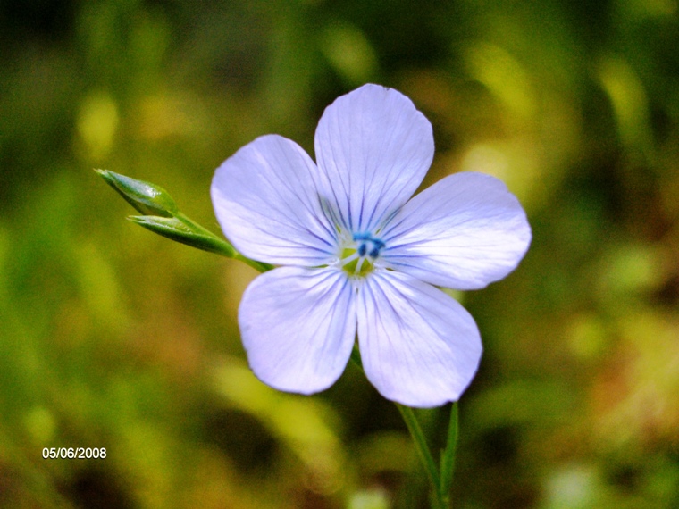 Linum bienne