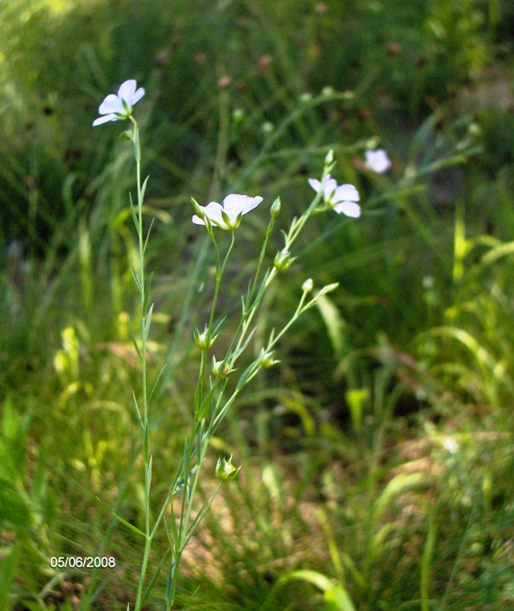 Linum bienne