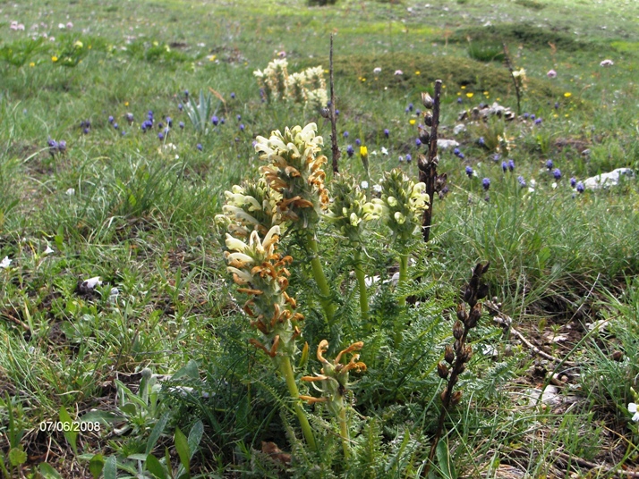 Pedicularis hoermanniana / Pedicolare di Hoermann