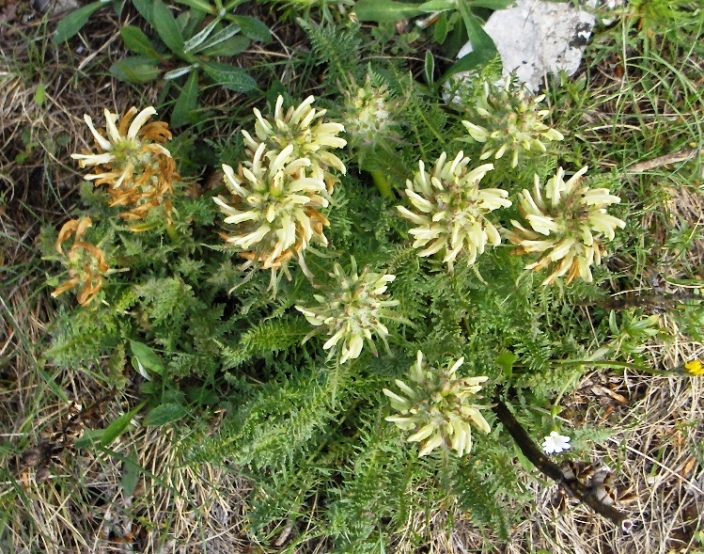 Pedicularis hoermanniana / Pedicolare di Hoermann