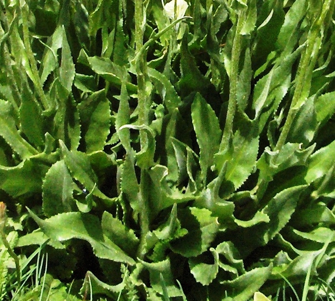 Senecio doronicum, S. scopolii e Tephroseris integrifolia subsp. capitata