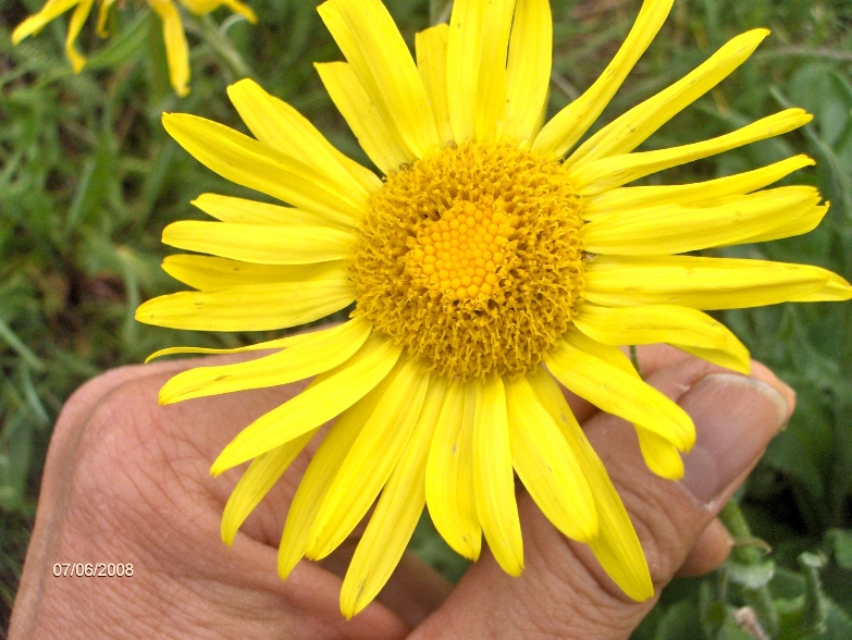 Senecio doronicum, S. scopolii e Tephroseris integrifolia subsp. capitata