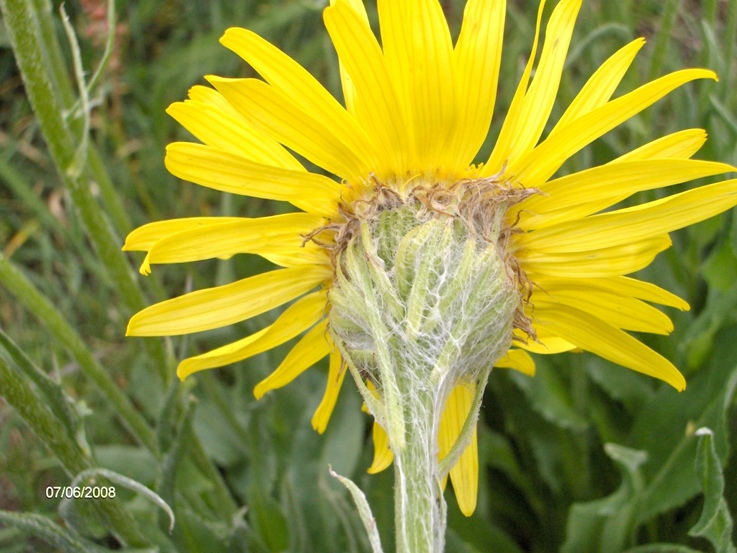 Senecio doronicum, S. scopolii e Tephroseris integrifolia subsp. capitata
