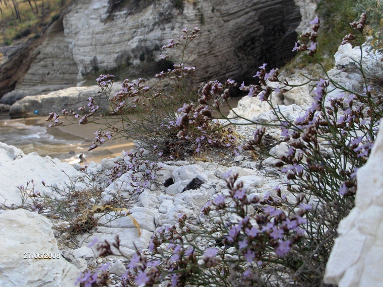 Fiore su scoglio - Limonium diomedeum