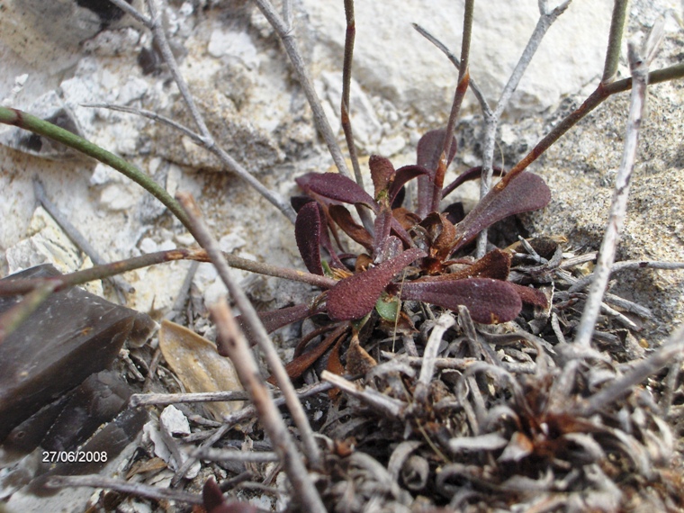 Fiore su scoglio - Limonium diomedeum