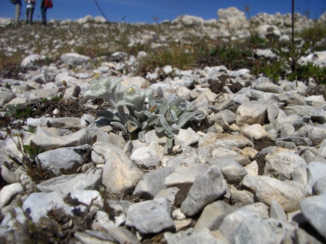 Leontopodium nivale / Stella alpina dell''Appennino