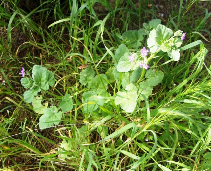 Erodium malacoides