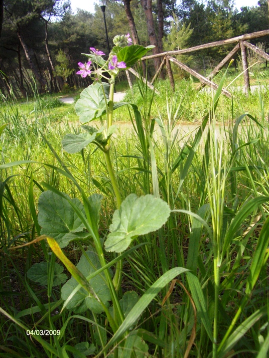 Erodium malacoides