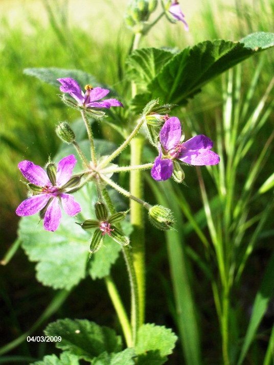 Erodium malacoides